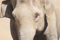 The head of an asian elephant Royalty Free Stock Photo