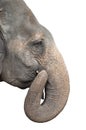 Head of asian elephant on white background Royalty Free Stock Photo