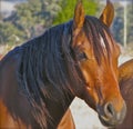 The Head of an Australian Stockhorse