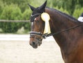 Head of a award-winning horse in the arena