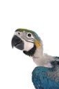 Head of a baby macaw Royalty Free Stock Photo