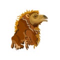 Head of a bactrian camel Royalty Free Stock Photo