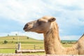 Head of a Bactrian Camel. Side view Royalty Free Stock Photo