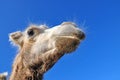 Head Bactrian camel Royalty Free Stock Photo