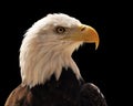 Head of Bald Eagle Royalty Free Stock Photo