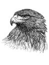 Head of bald eagle hand draw monochrome on white background vector Royalty Free Stock Photo