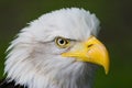 Head of Bald eagle in side angle view Royalty Free Stock Photo