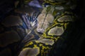 The head of the ball python Python regius, also known as the royal python Royalty Free Stock Photo