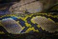 The head of the ball python Python regius, also known as the royal python Royalty Free Stock Photo