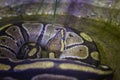 The head of the ball python Python regius, also known as the royal python Royalty Free Stock Photo