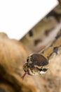 Head of Ball Python snake Royalty Free Stock Photo