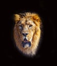 The head of of Barbary lion. It is isolated on the black background. It is African lion. The Barbary lion was a Panthera leo