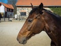 Horse head. Close up of horses face. Thoroughbred horse.