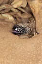 HEAD OF BEADED LIZARD heloderma horridum, A VENOMOUS SPECY, SHOWING ITS FORKED TONGUE