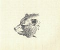 The head of a bear. Old black and white illustration. Vintage drawing. Illustration by Zdenek Burian. Royalty Free Stock Photo