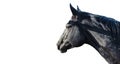 Black stallion head of horse isolated on white background Royalty Free Stock Photo