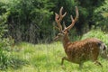 A head of beautiful bucks Royalty Free Stock Photo