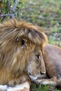 Head of beautiful lion. Savanna of Africa, Kenya Royalty Free Stock Photo