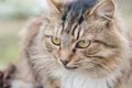 Head of a beautiful striped fluffy cat close-up