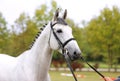 Head of a beautiful thoroughbred mare