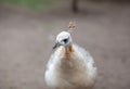 The head of a beautiful white peacock close-up in the zoo Royalty Free Stock Photo