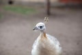 The head of a beautiful white peacock close-up in the zoo Royalty Free Stock Photo