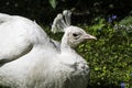 Head of beautiful white peacock male Royalty Free Stock Photo