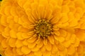 Head of a beautiful yellow dhalia - macro shot, closeup