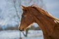 Head of beautiful young brown horse on a winter day Royalty Free Stock Photo