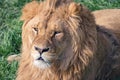 Head of a beautiful young lion with scars on the background of green grass Royalty Free Stock Photo