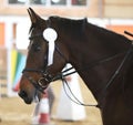 Head of a beautiful young sporting horse during competition outdoors. Royalty Free Stock Photo