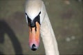 Close up on swan