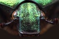 Head of beetle (Cetonia aurata). Extreme macro Royalty Free Stock Photo