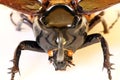 Head of beetle Chalcasoma atlas Royalty Free Stock Photo