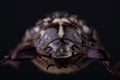 Head of beetle Polyphylla fullo on black Royalty Free Stock Photo