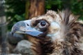Head of black vulture closeup outdoor Royalty Free Stock Photo