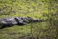 Head of a big crocodile on the shore of a river and lake in the African savannah