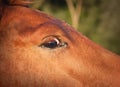 the head and big eye of a red foal close-up Royalty Free Stock Photo