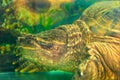 The head of a big old turtle. Turtle in a terrarium Royalty Free Stock Photo