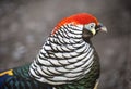 Diamond pheasant. East Asian pheasant.