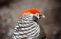 Diamond pheasant. East Asian pheasant.