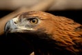 Head of the bird of prey golden eagle Royalty Free Stock Photo