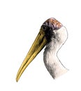 The head of the bird stork the sides in profile Royalty Free Stock Photo