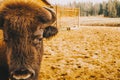 The head of the bison at close range