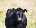 The head of black angus cow staring forward with light green blurred grass background Royalty Free Stock Photo