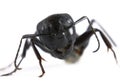 Head of a black ant, Camponotus modoc, isolated on a white bachground