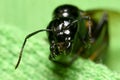The head of the black ant Royalty Free Stock Photo