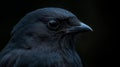 head of Black bird with dark feathers, abstract dark background, blackest mysterious blacks Royalty Free Stock Photo
