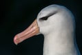 Head of adult Black-browed Albatross, Saunders Island, Falkland Islands Royalty Free Stock Photo