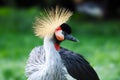 Head of a black crowned crane shining in the bright sun Royalty Free Stock Photo